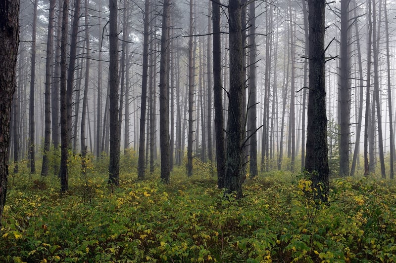 Enchanted Forest Exploration
